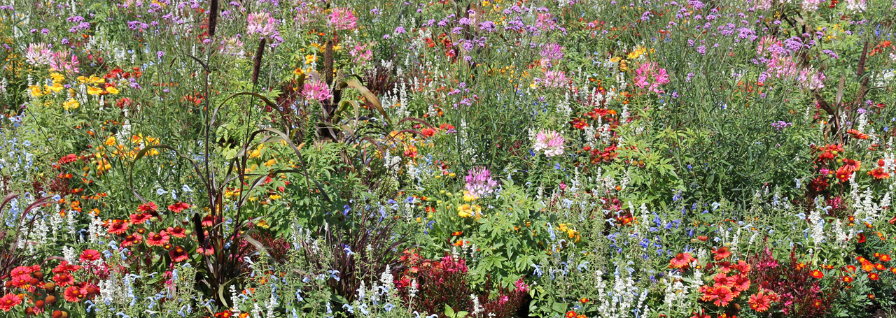 garten-pflanzen-vegetation-galabau